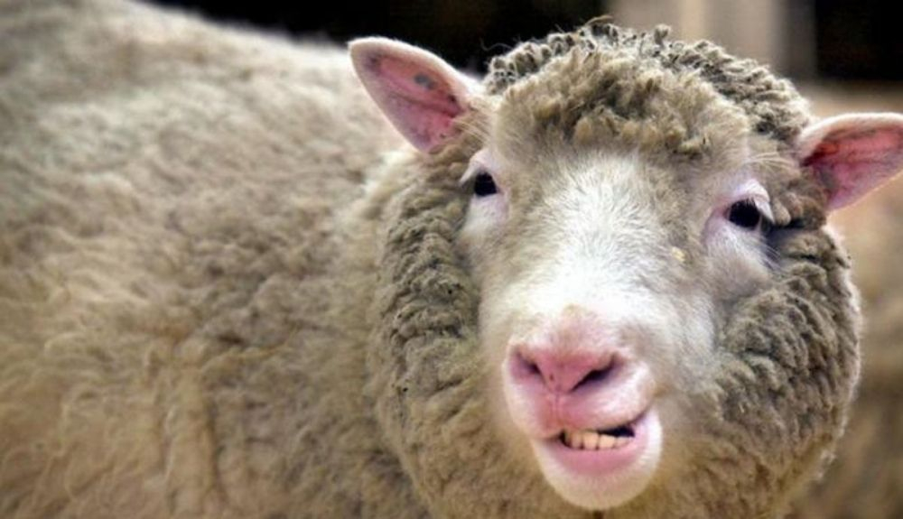 Tras la oveja Dolly, se ha creado una pequeña industria en torno a la clonación de mascotas. Tras la oveja Dolly, se ha creado una pequeña industria en torno a la clonación de mascotas.