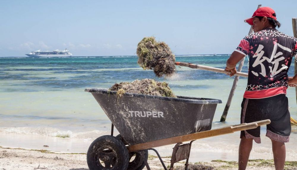 Un trabajador recoge sargazo con una pala en la playa. Un trabajador recoge sargazo con una pala en la playa.