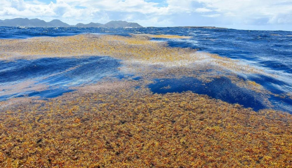 Para acabar con la extensión de estas macroalgas y su impacto habría que mitigar el problema de raíz, el cambio climático y la contaminación Para acabar con la extensión de estas macroalgas y su impacto habría que mitigar el problema de raíz, el cambio climático y la contaminación