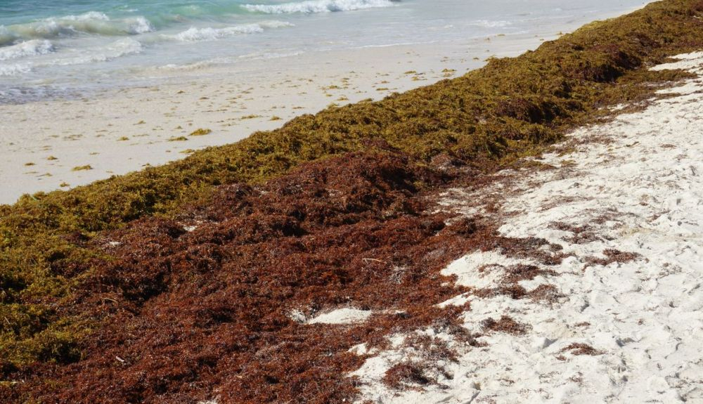 Fenómeno del sargazo en una playa de Colombia. Fenómeno del sargazo en una playa de Colombia.