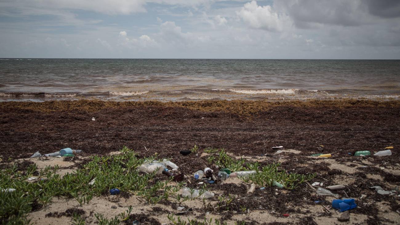 El sargazo afecta cada vez más a las regiones costeras del Caribe.