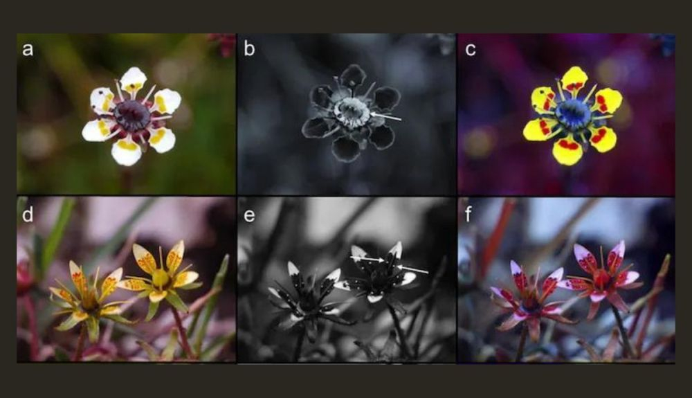 El néctar de estas flores es invisible al ojo humano. Sin embargo, aparece como una señal en luz.