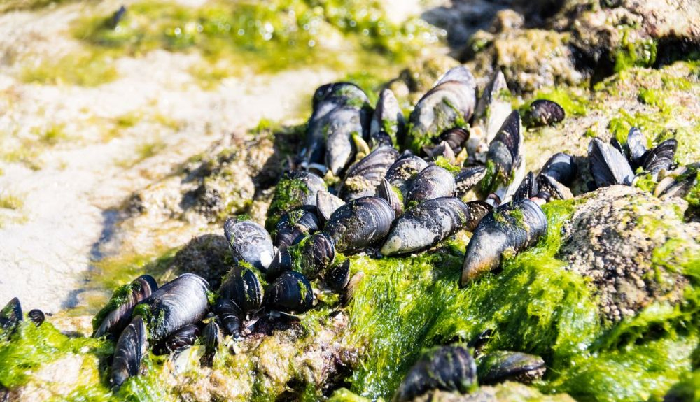 Los mejillones pueden acumular contaminantes que se encuentran en el agua.