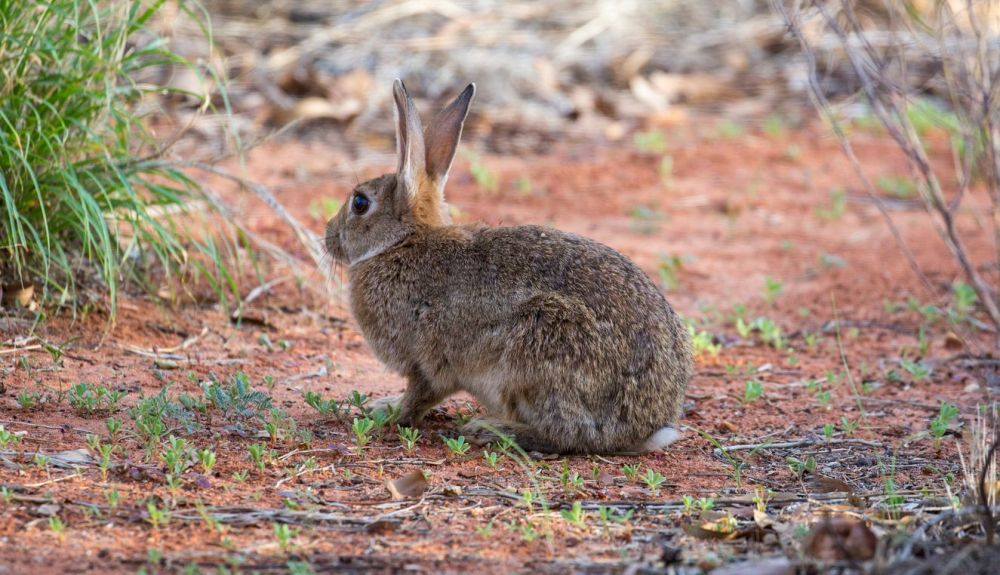 El conejo se ha convertido en un excelente ejemplo de una especie invasora y el daño que puede causar. El conejo se ha convertido en un excelente ejemplo de una especie invasora y el daño que puede causar.