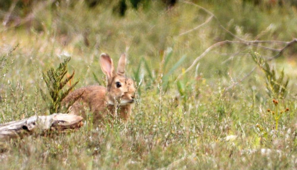 La mayoría de los conejos australianos continentales desciende de unas cinco hembras, introducidas desde Europa. La mayoría de los conejos australianos continentales desciende de unas cinco hembras, introducidas desde Europa.