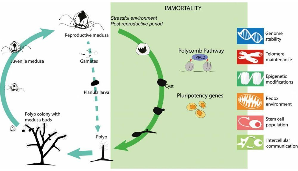 Ciclo de vida de Turritopsis dohrnii y, dentro del cuadrado verde, la vía de reversión junto con los mecanismos potencialmente implicados en ésta.