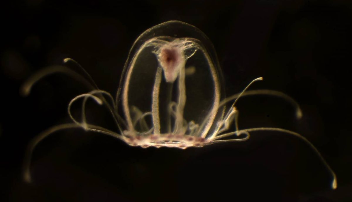 Esta medusa tiene la capacidad de revertir su ciclo vital y rejuvenecer.