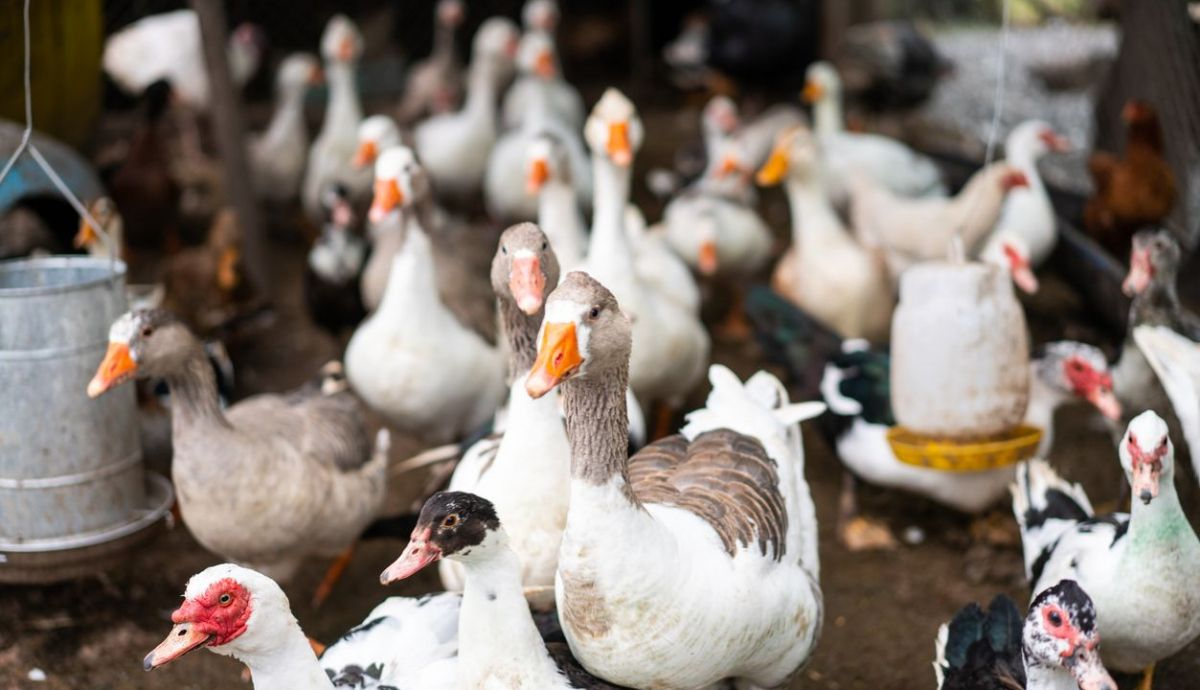 Gansos, patos y gallinas de corral en una granja avícola. El estudio sitúa al ganso en el primer ave en ser domesticado. Gansos, patos y gallinas de corral en una granja avícola. El estudio sitúa al ganso en el primer ave en ser domesticado.