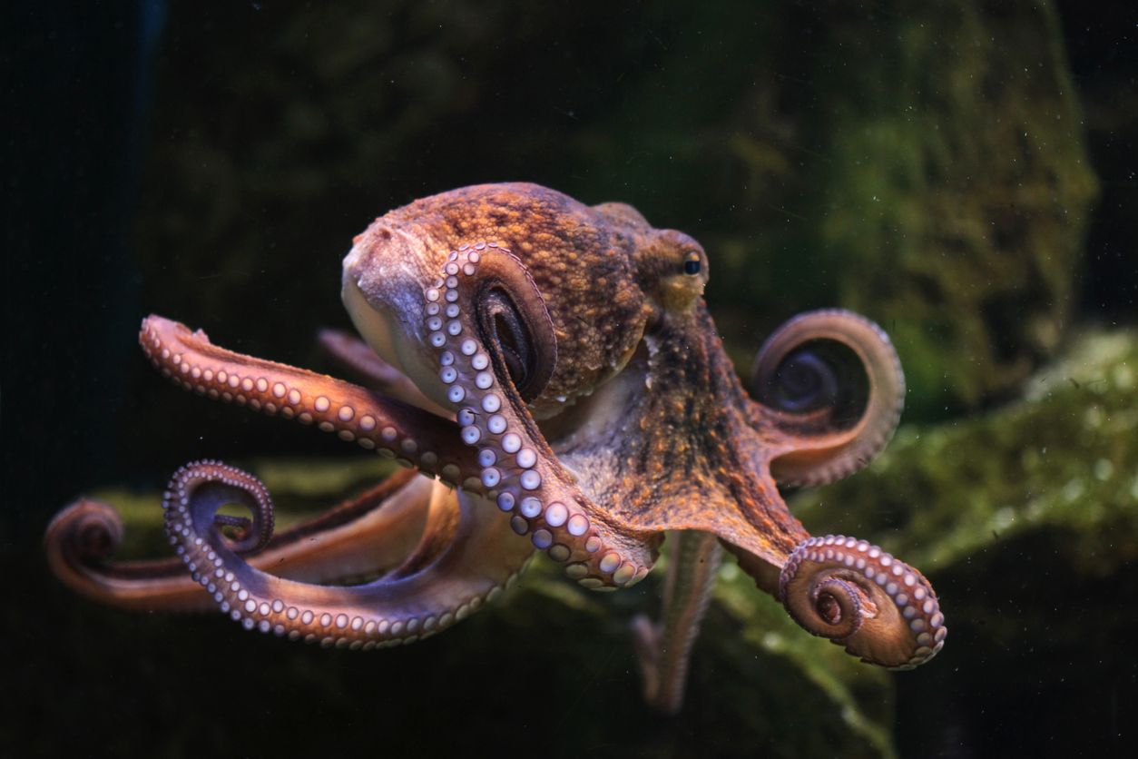 Los investigadores analizaron y compararon los genomas de tres especies de cefalópodos.