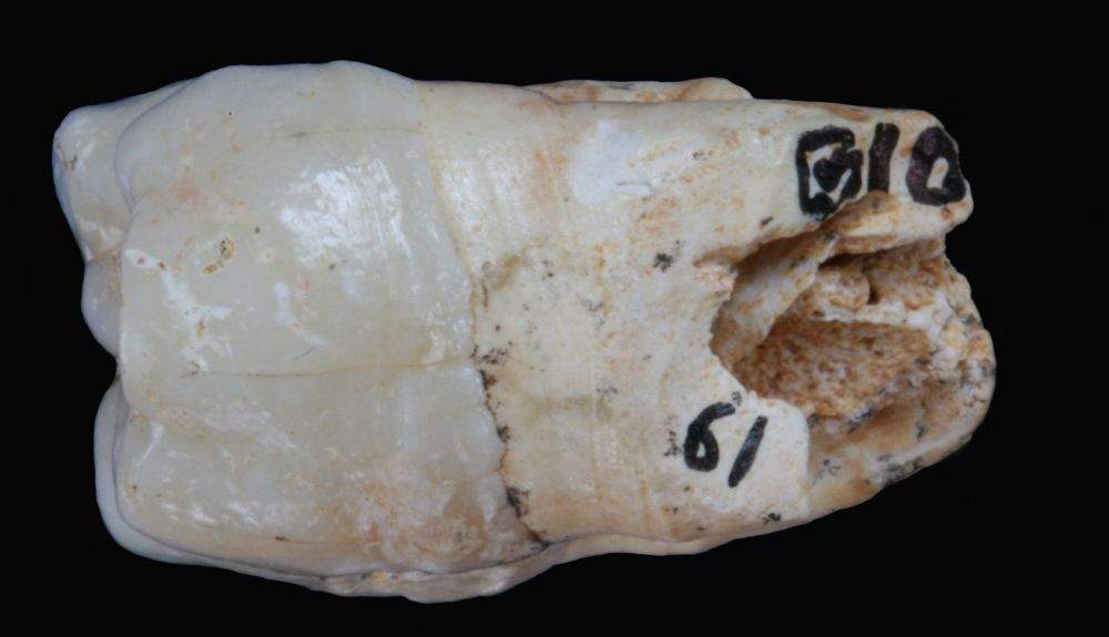 Molar inferior de Gigantopithecus blacki.