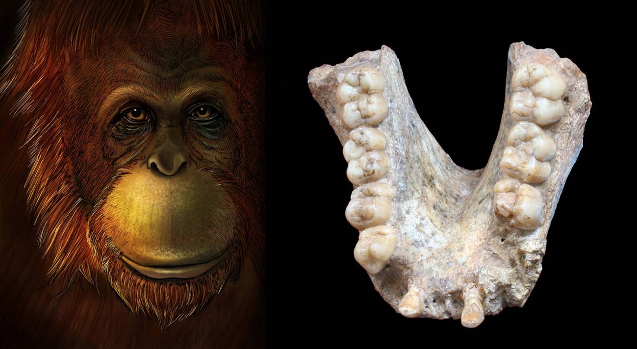 Representación artística de Gigantopithecus  y mandíbula fósil de esta especie