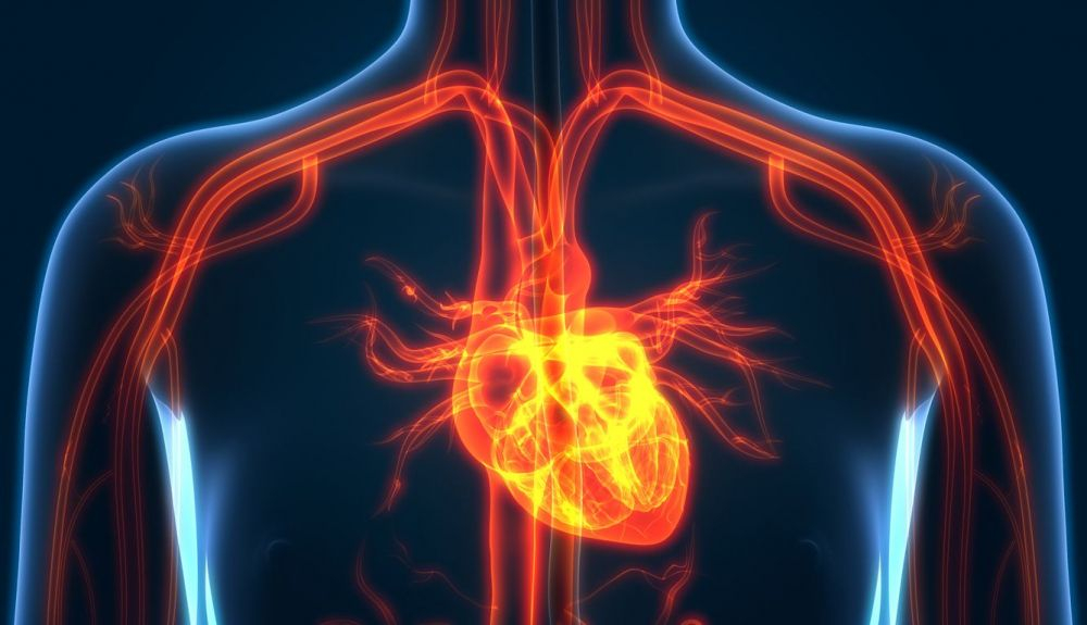 La investigación secuenció genomas completos de 56 células individuales del corazón humano.