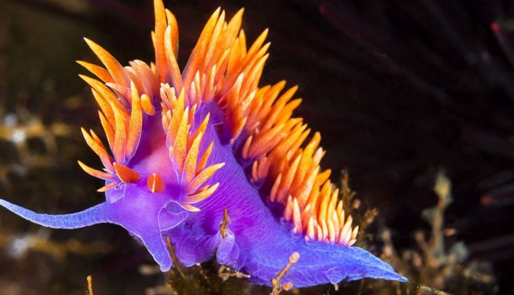 El nudibranquio es una babosa de mar que vive, generalmente, en climas cálidos.