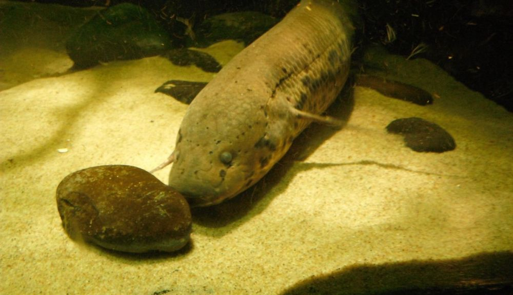 La anguila eléctrica es un depredador superior que tiene poco que temer en la naturaleza. La anguila eléctrica es un depredador superior que tiene poco que temer en la naturaleza.