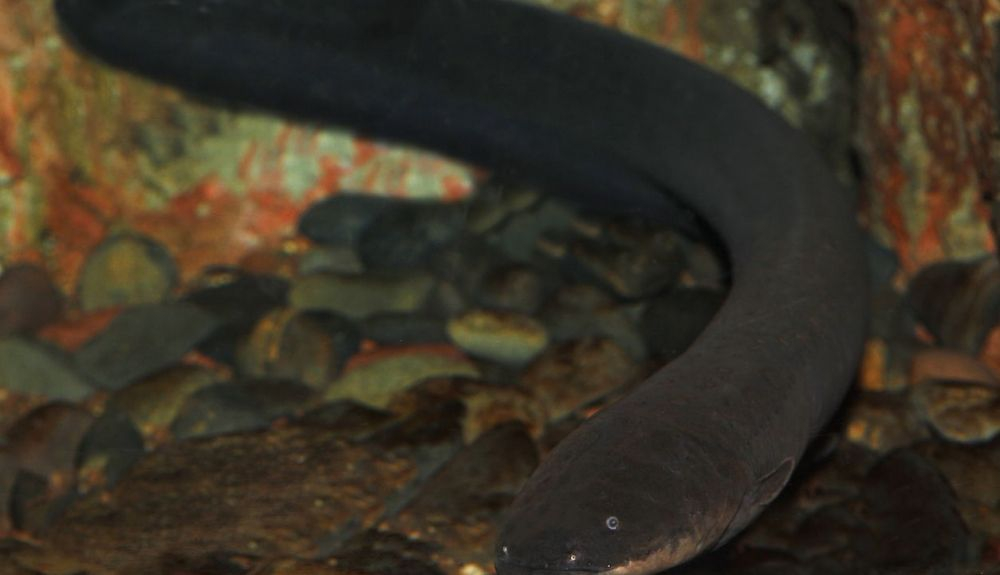 Las anguilas elécricas inmovilizan a su presa para ser consumida fácilmente. Las anguilas elécricas inmovilizan a su presa para ser consumida fácilmente.