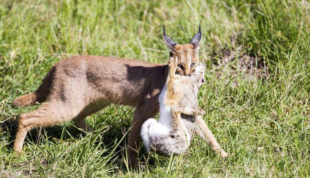 El caracal de Ciudad del Cabo está amenazado por productos químicos permanentes.