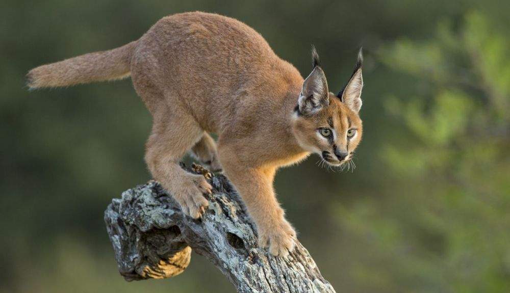 Como miembro de la familia de los felinos, el lince caracal es carnívoro y se alimenta de diversas especies de animales.