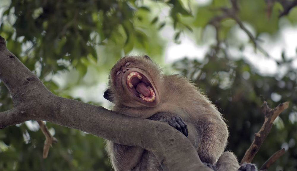 Los animales también bostezan. Los animales también bostezan.