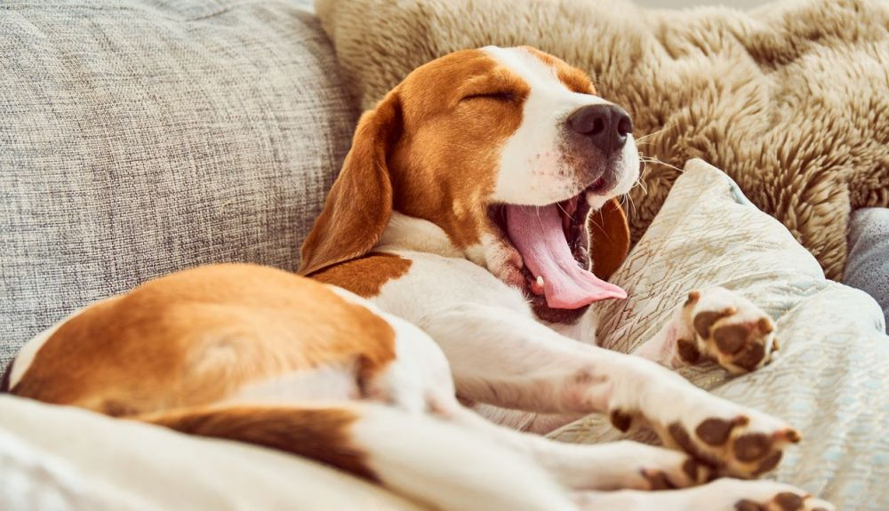 Los perros se contagian de los bostezos de los humanos. Los perros se contagian de los bostezos de los humanos.
