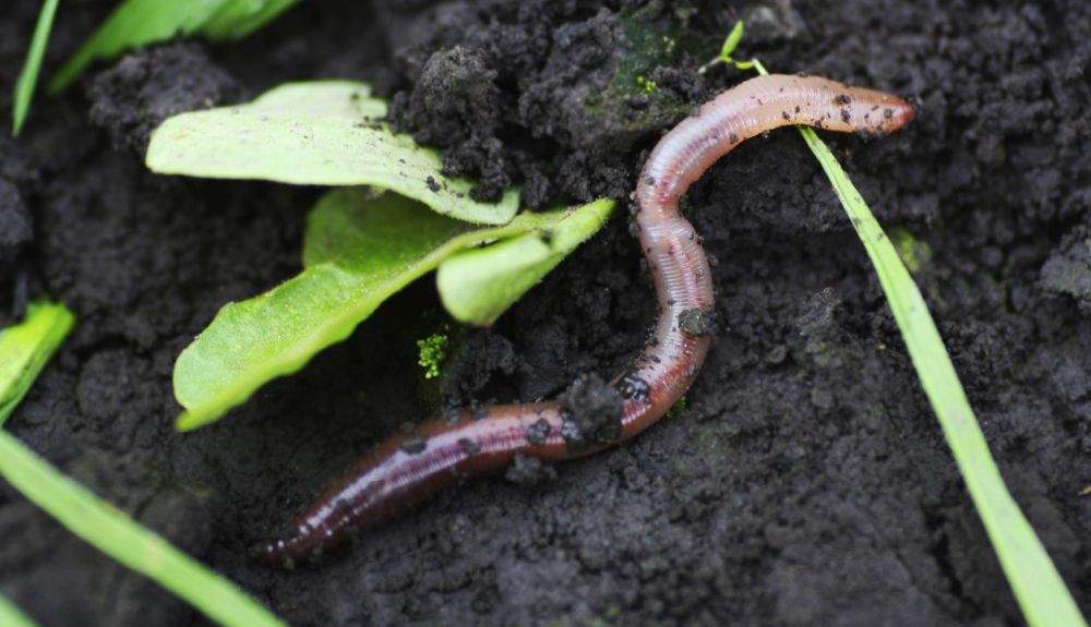 La agricultura podría beneficiarse de las lombrices de tierra.