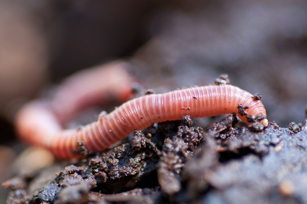 Las lombrices de tierra enriquecen rápidamente el suelo y las plantas.