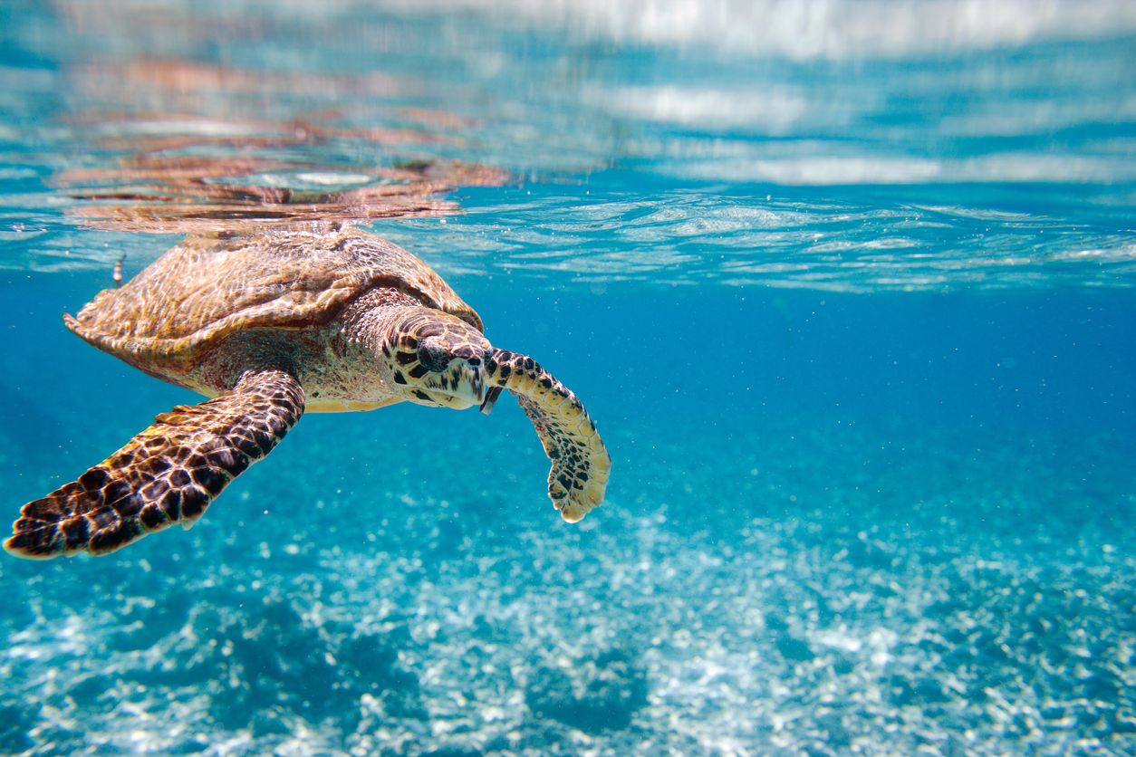 La aplicación usa el aprendizaje automático para diferenciar los productos de caparazones de tortugas carey reales de los falsos.