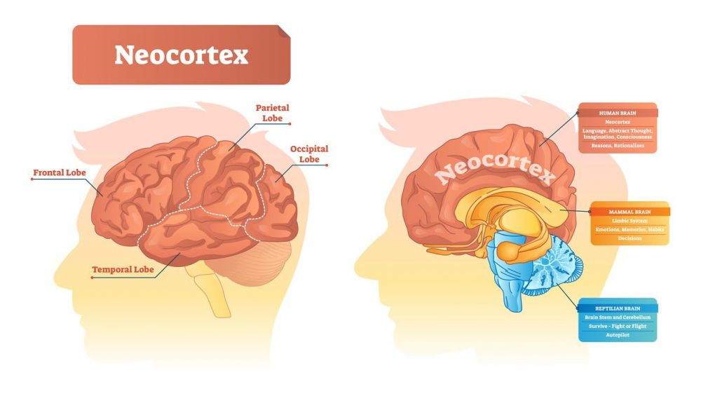 El neocórtex es una estructura evolutivamente avanzada responsable de las capacidades cognitivas.