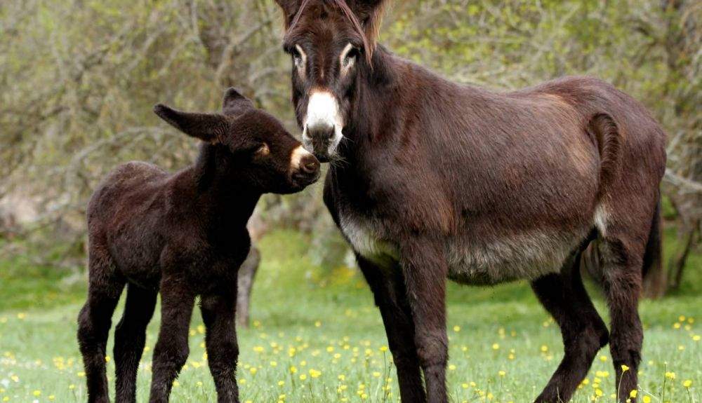 Los burros domesticados llegaron a Europa y Asia en solo unos pocos siglos.