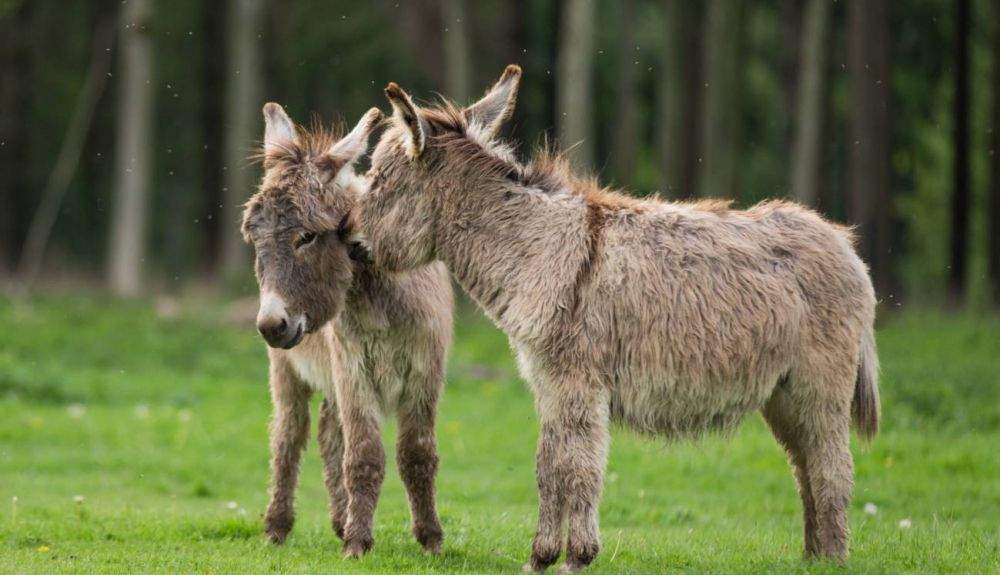 Burros del Zoológico de Copenhague.