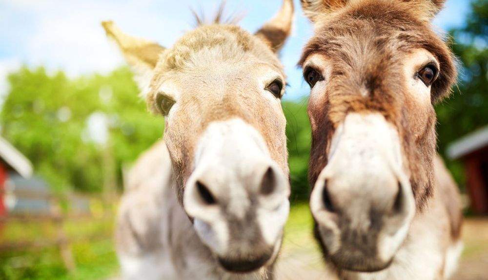 En la época romana, se intercambiaban estos animales entre Europa y África.