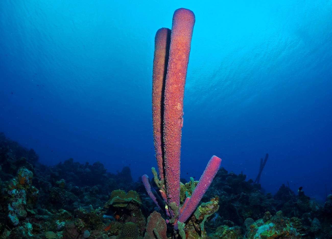 Ejemplar de Aplysina archeri, una de las especies de esponjas estudiadas.