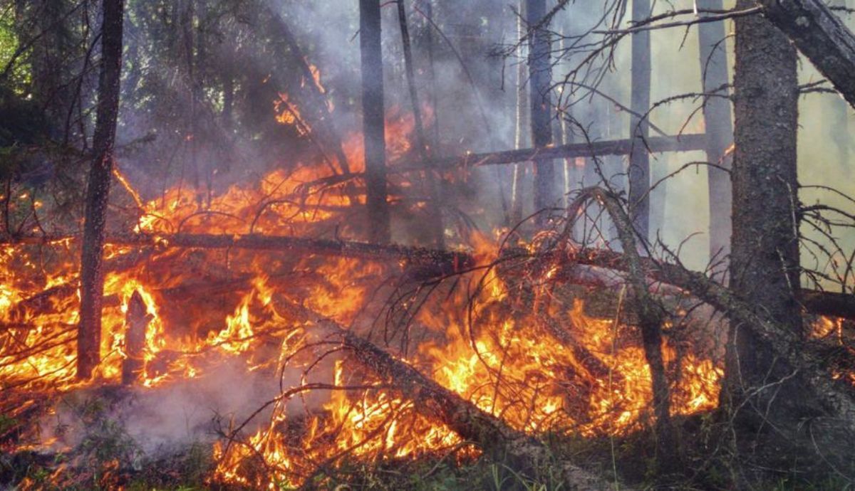 Incendio en Canadá. La Organización Meteorológica Mundial advierte que el cambio climático es obra del hombre.