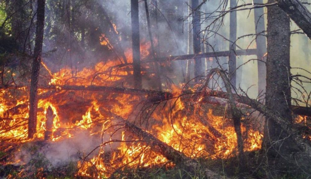 Incendio en Canadá. La Organización Meteorológica Mundial advierte que el cambio climático es obra del hombre. Incendio en Canadá. La Organización Meteorológica Mundial advierte que el cambio climático es obra del hombre.