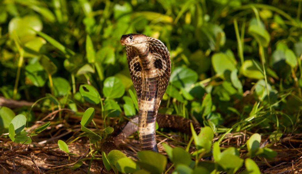 Cuando una cobra real se pone a la defensiva, aparece una capucha alrededor de su cara. Cuando una cobra real se pone a la defensiva, aparece una capucha alrededor de su cara.