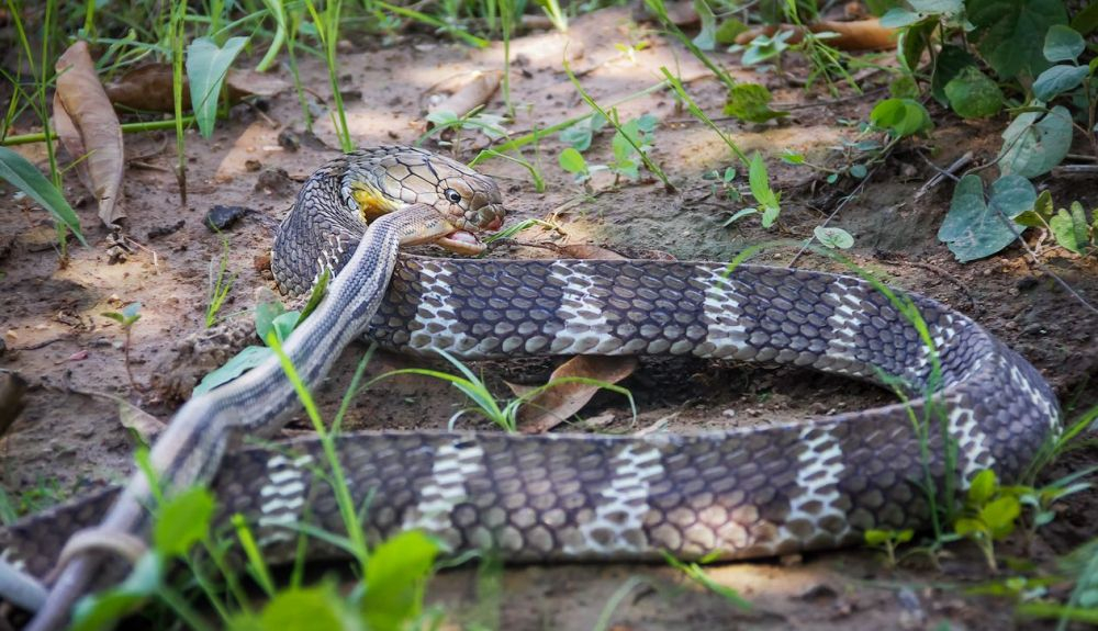 La cobra real solo come otras serpientes. La cobra real solo come otras serpientes.