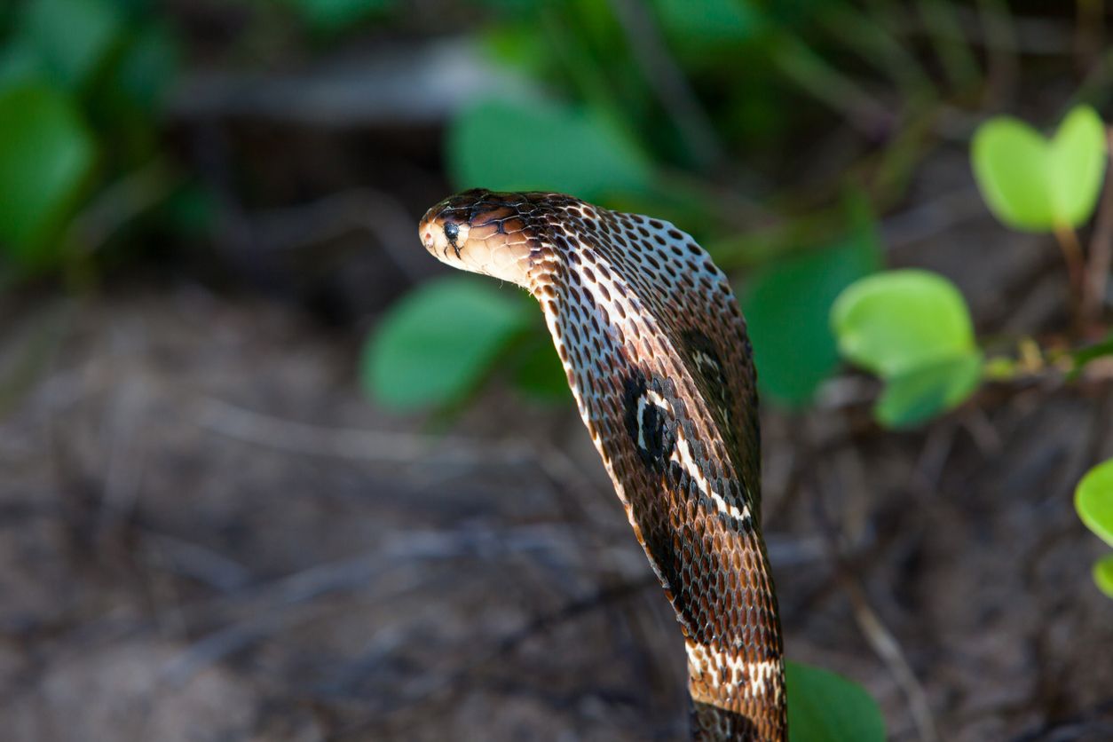 La cobra real se encuentra, principalmente, en las selvas tropicales y los pantanos de Asia.