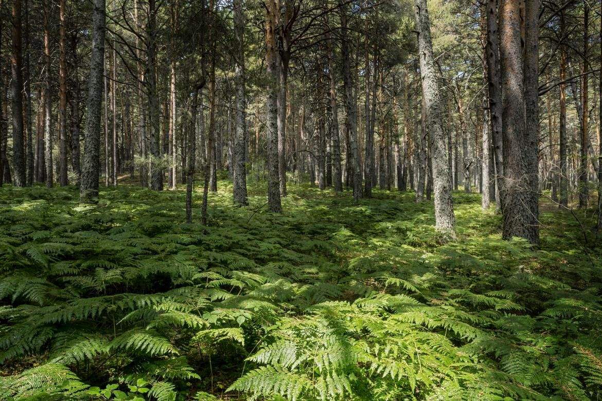La Sierra de Guadarrama cuenta con una gran biodiversidad y riqueza ecológica.