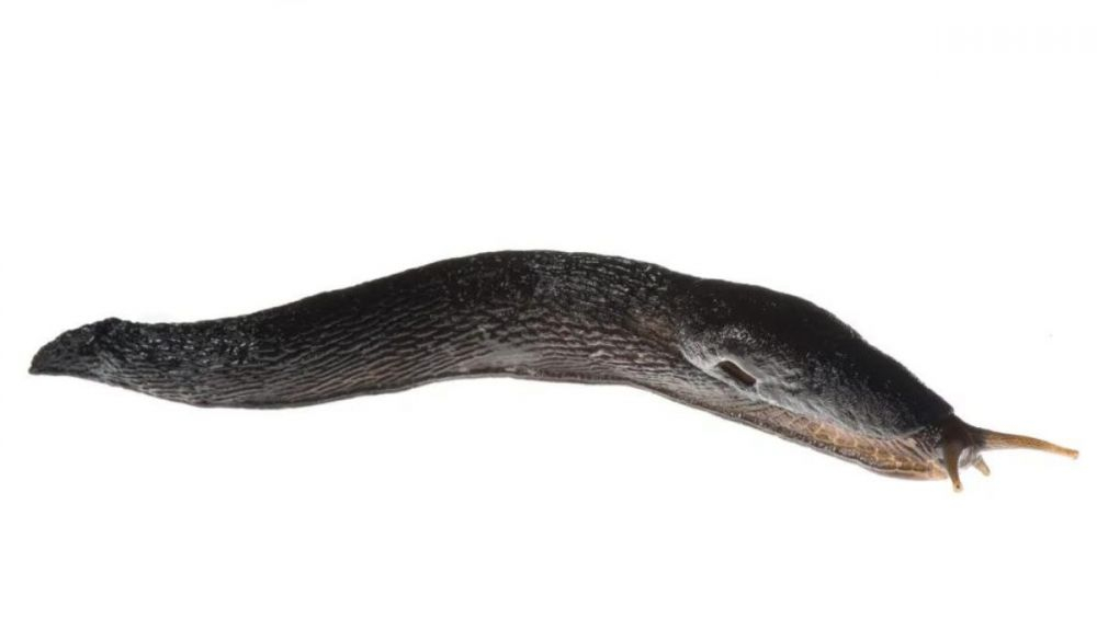 El animal tiene el tamaño de una zanahoria mediana. El animal tiene el tamaño de una zanahoria mediana.