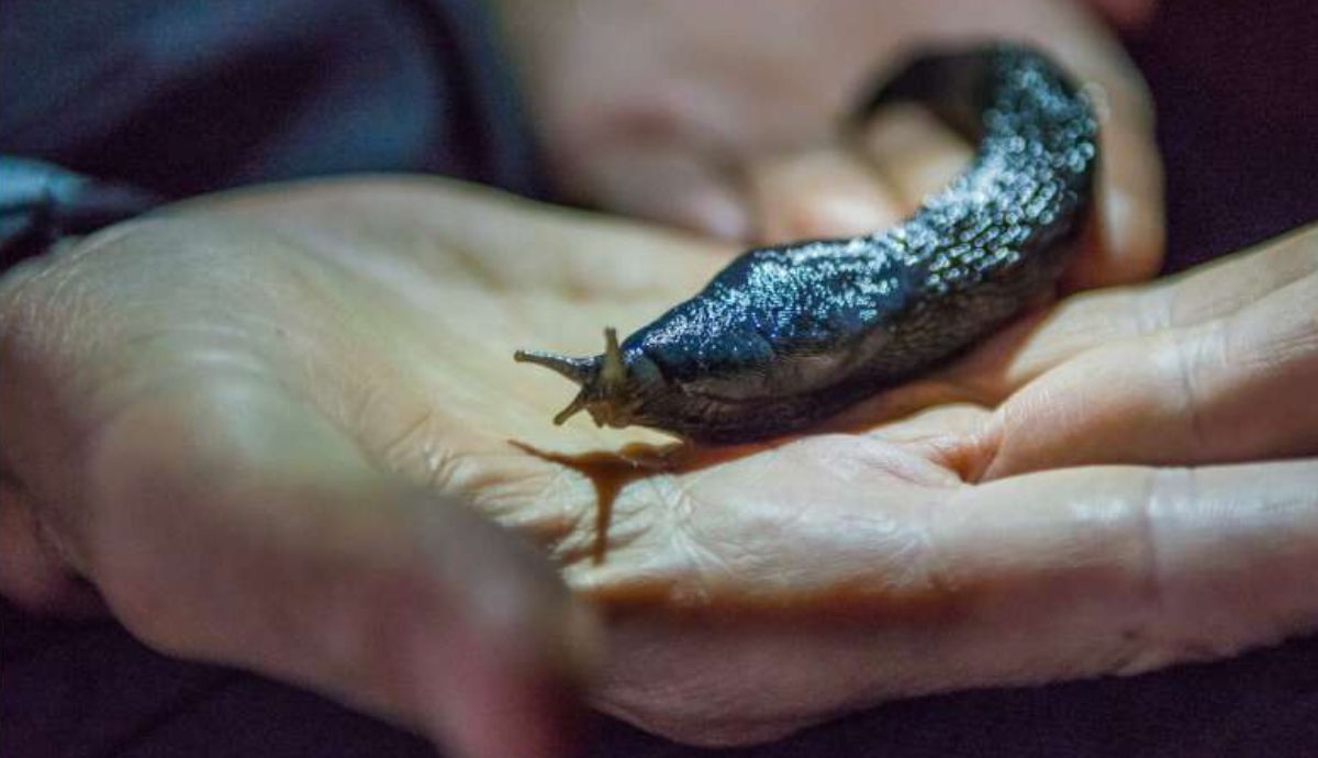 La nueva babosa fue descubierta en Montenegro.