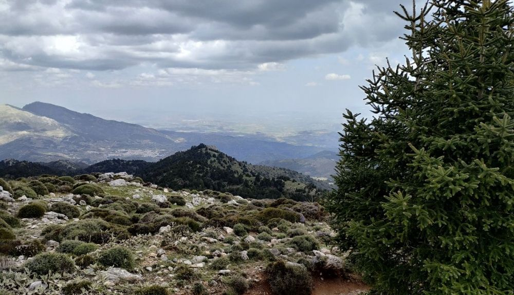 El pinsapo se da en ciertas zonas de Andalucía. (2)