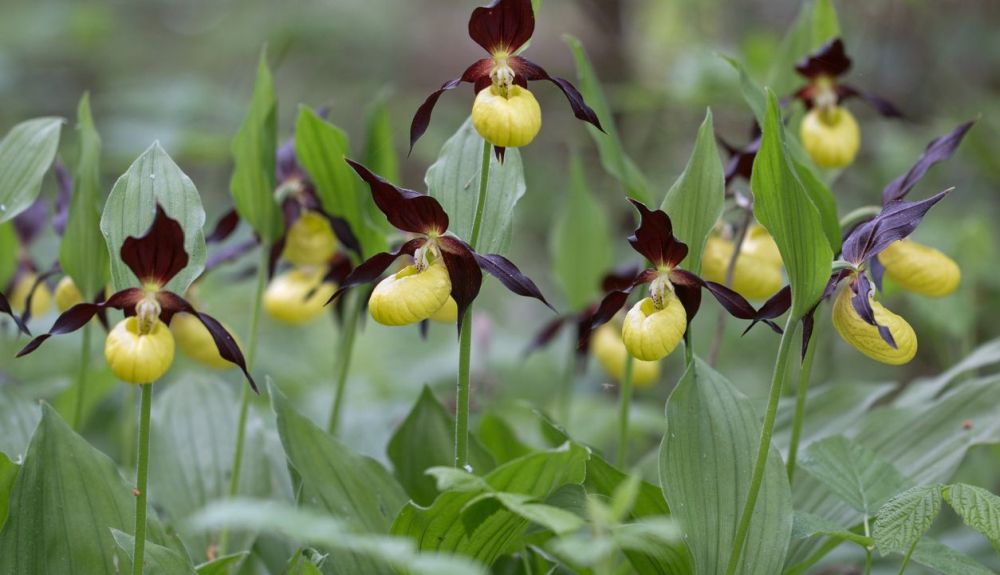 Esta orquidea crece en los Pirineos.