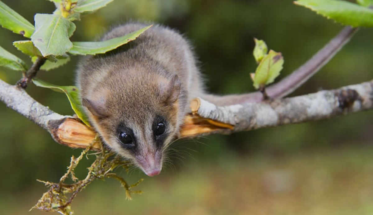 Este marsupial habita en los bosques de la Patagonia.