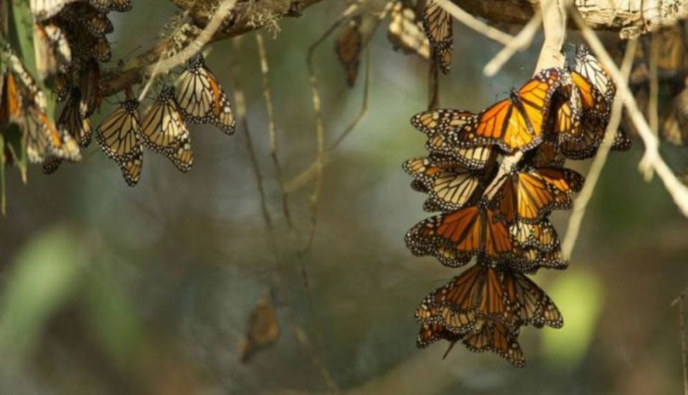 Las monarcas occidentales se enfrentan a un mayor riesgo de extinción. Las monarcas occidentales se enfrentan a un mayor riesgo de extinción.