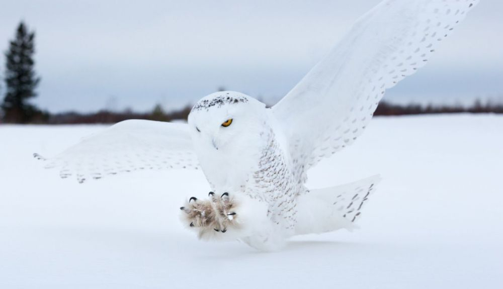 Las almohadillas de estos animales actúan como raquetas de nieve. Las almohadillas de estos animales actúan como raquetas de nieve.