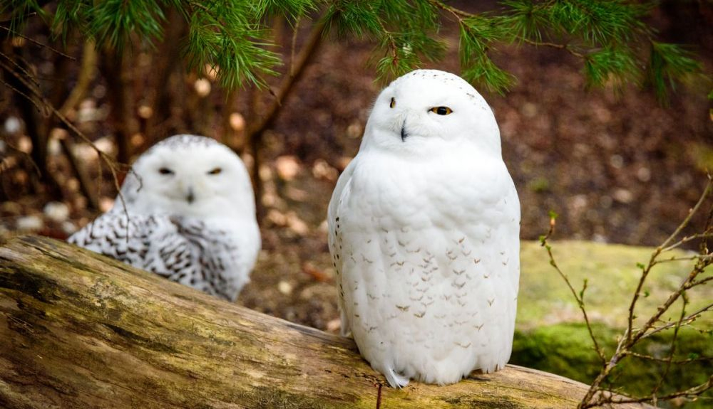 Los búhos nivales construyen sus nidos en la tundra. Los búhos nivales construyen sus nidos en la tundra.