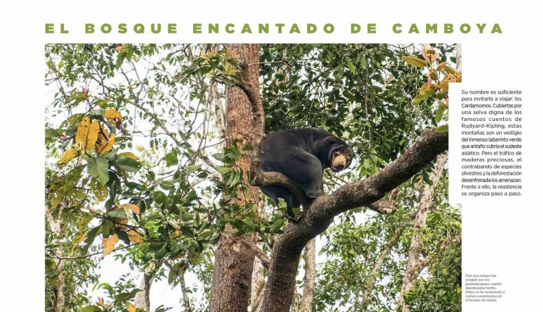 cardamomos cardamomos