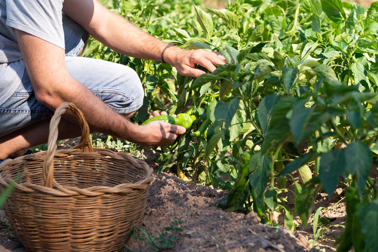 La agricultura ecológica en España ha aumentado un 8 por ciento respecto al año anterior.