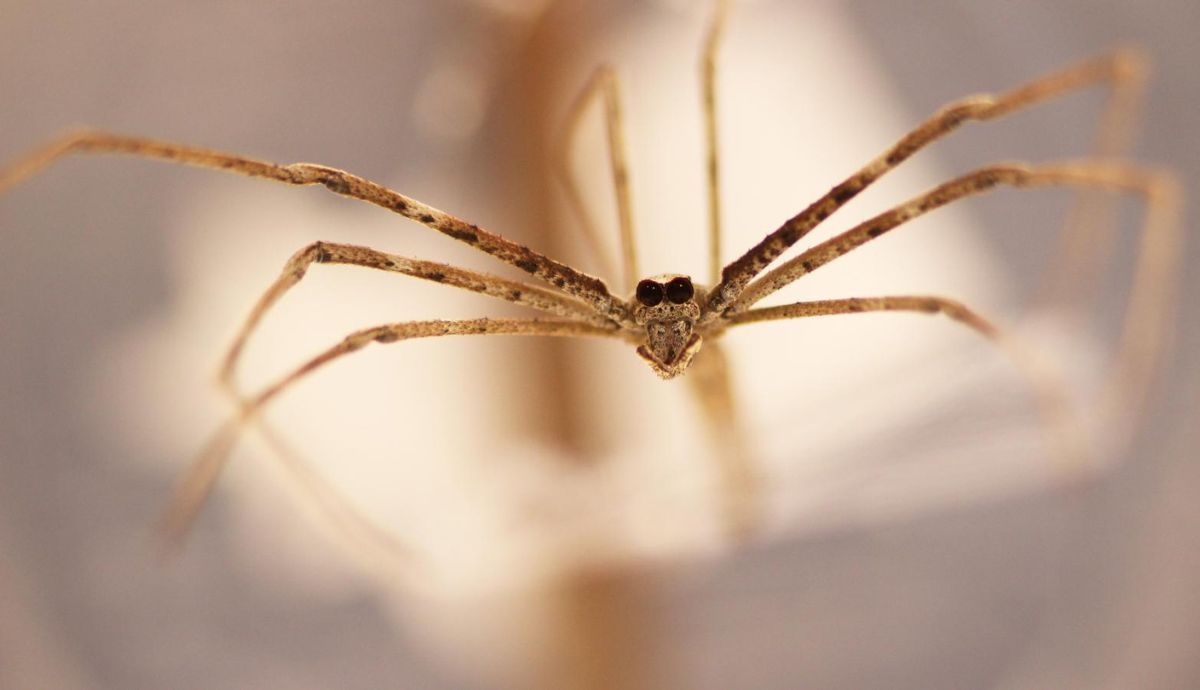 La araña ogro es un arácnido muy rápido.