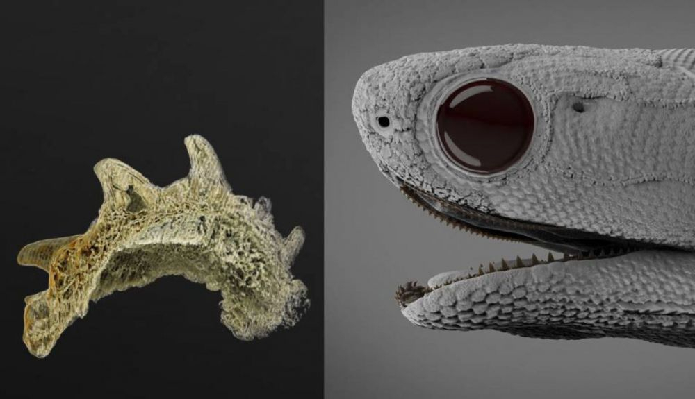 Espiral con dientes de 'Qianodus duplicis', que se situaba en la parte delantera de la mandíbula. Espiral con dientes de 'Qianodus duplicis', que se situaba en la parte delantera de la mandíbula.