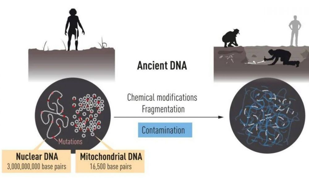 Usar métodos genéticos modernos para estudiar el ADN de los neandertales era un auténtico desafío. Usar métodos genéticos modernos para estudiar el ADN de los neandertales era un auténtico desafío.
